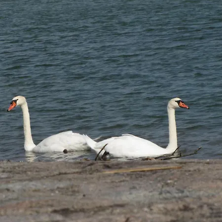 Angela 公寓 巴登-巴登