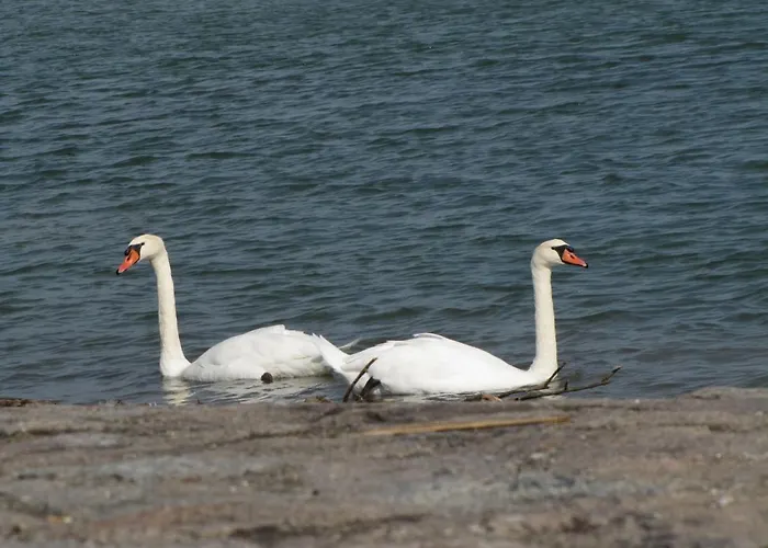 Angela شقة بادن بادن